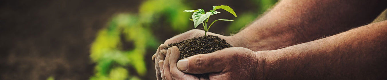 Plant Food