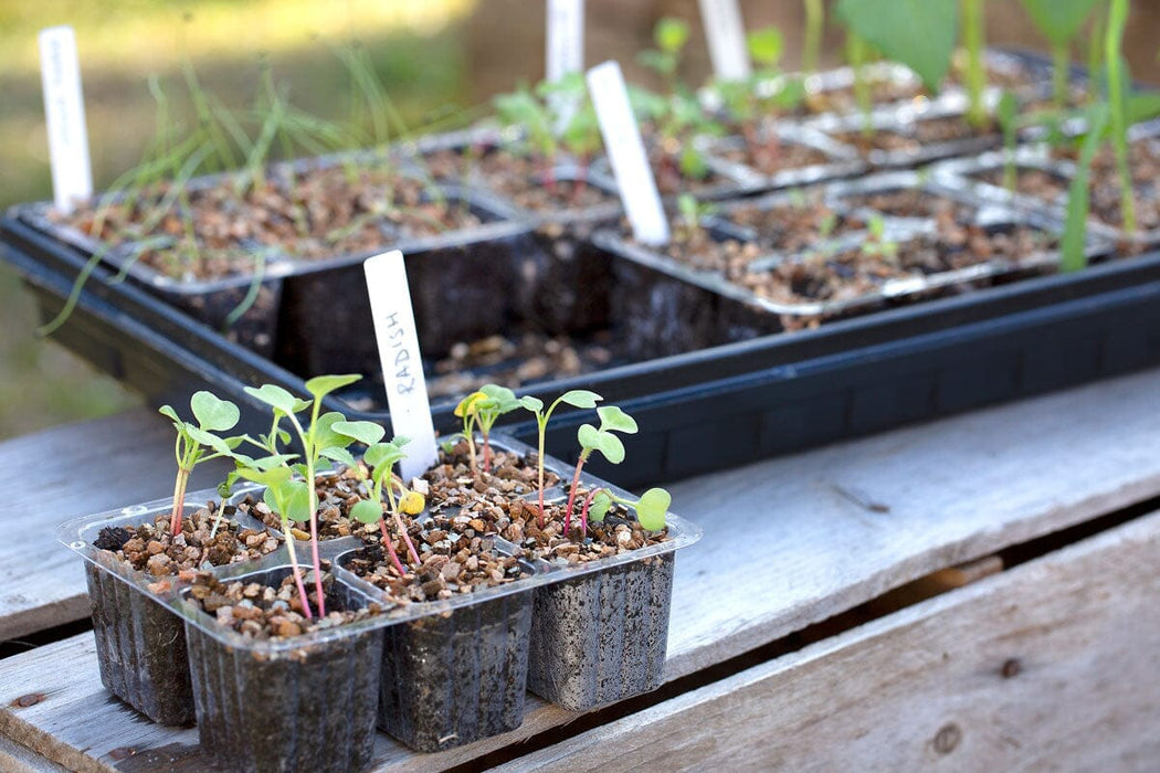 Aussie Gardener Vegetable Seedling Nursery Kit - Large veggie growing Aussie Gardener