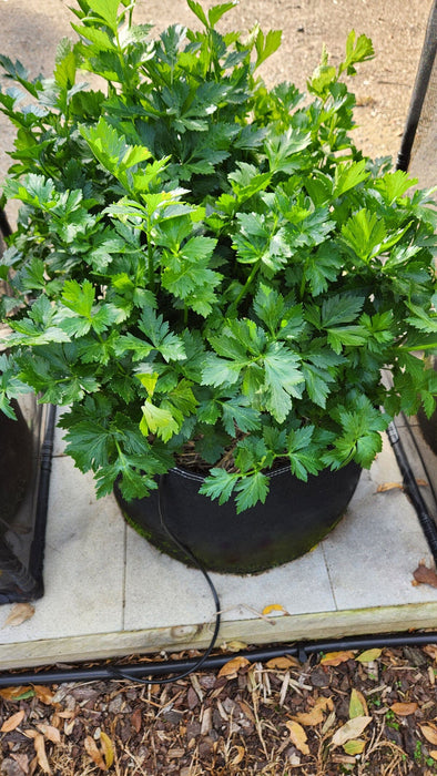 Aussie Gardener PestFree Mini Cover Home & Garden Hymo Industry