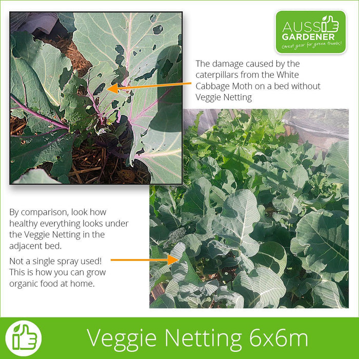 Demonstration of 2MM Woven Veggie Net 6MX6M - Covering for vegetables to stop caterpillars and other pests.