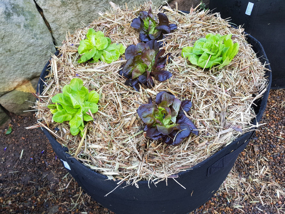 Photo showing 6 heads of lettuce after 1 week of growth in a GeoFelt Planter bag. 
