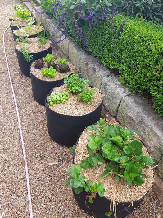 Photo showing 2 weeks of plant growth in 7 GeoFelt Planter bags.