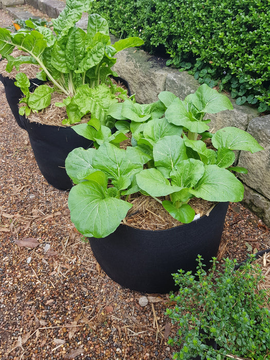 Photo of lush vegetable growth in 3 weeks in multiple GeoFelt Planter bags