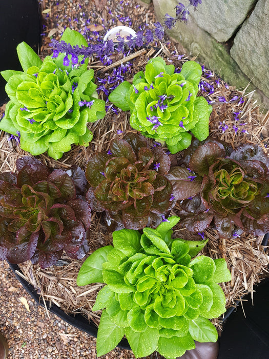 Photo of 6 heads of lettuce growing in a GeoFelt Planter bag.