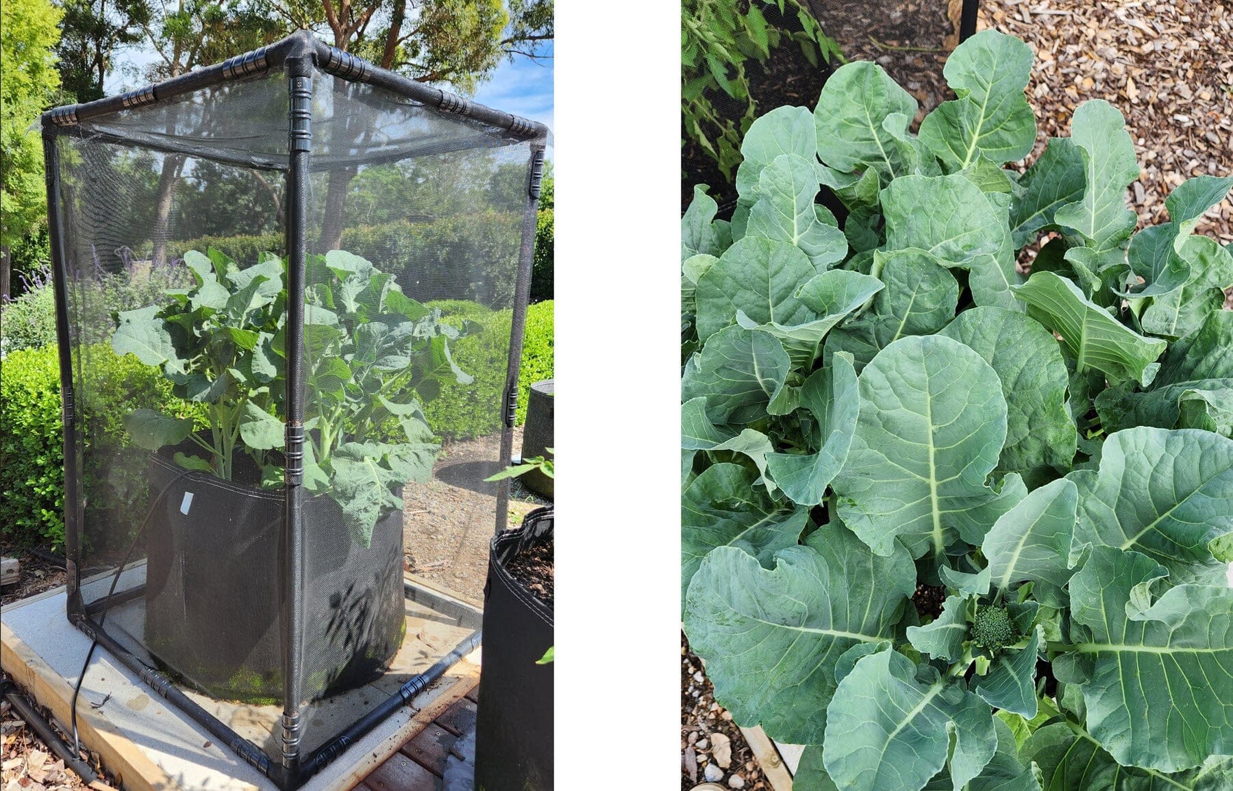 Growing broccoli organically verses current farming practices