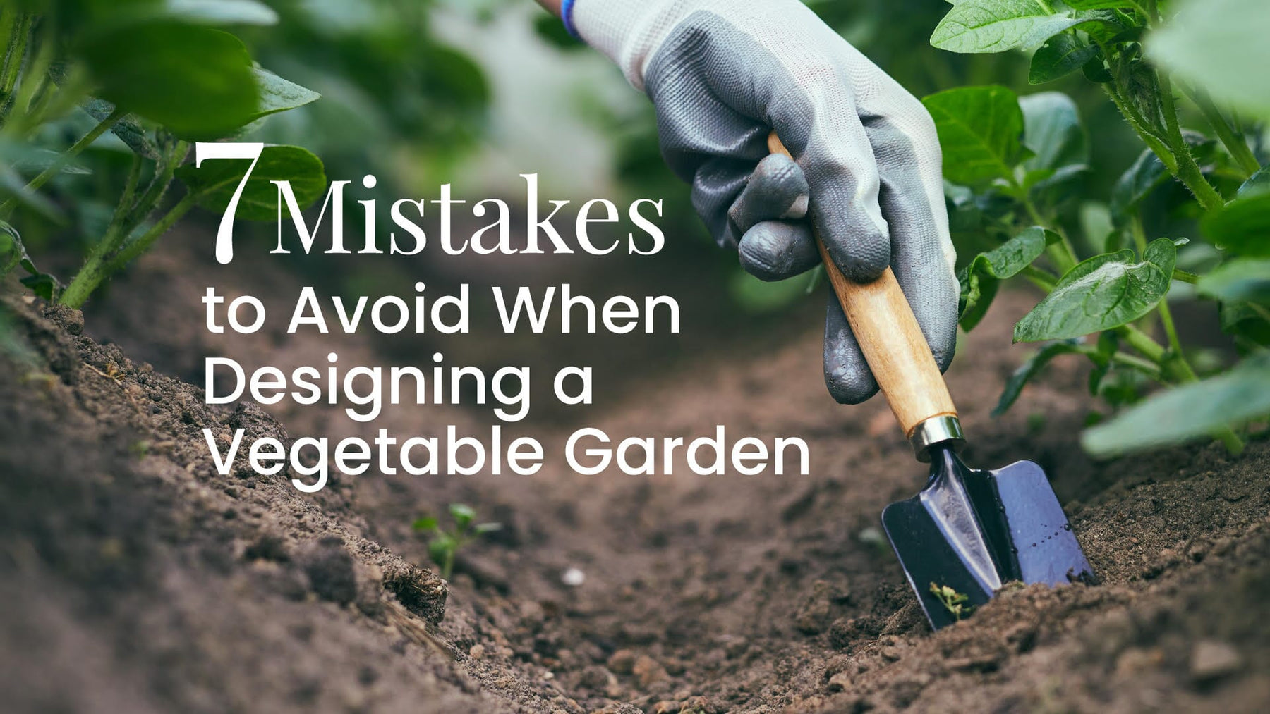 7 Mistakes to Avoid when Designing a Vegetable Garden