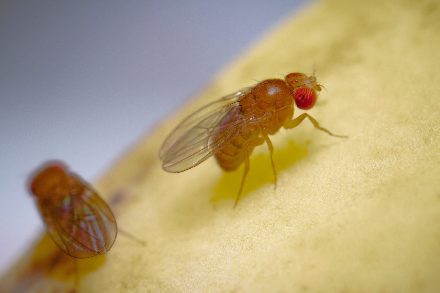 Solving the fruit fly problem