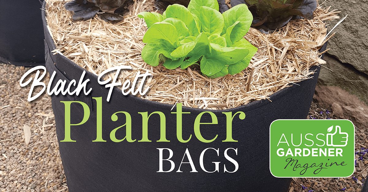 Black Geofelt Planter Bags - Why these are so good for growing veggies ...