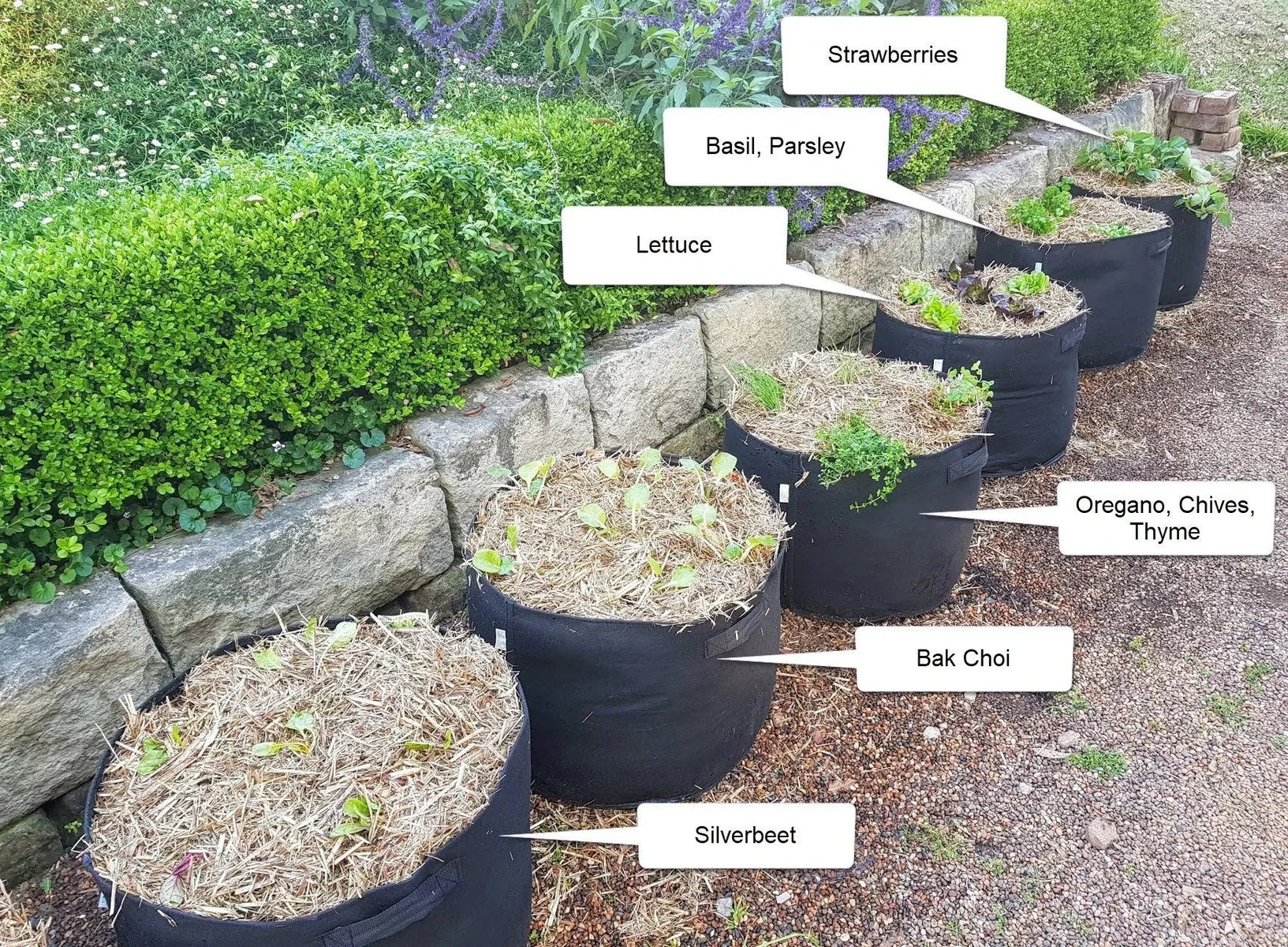 Aussie Gardener Black GeoFelt Veggie Growing Planter with Handles 550mmx400mm Aussie Gardener 