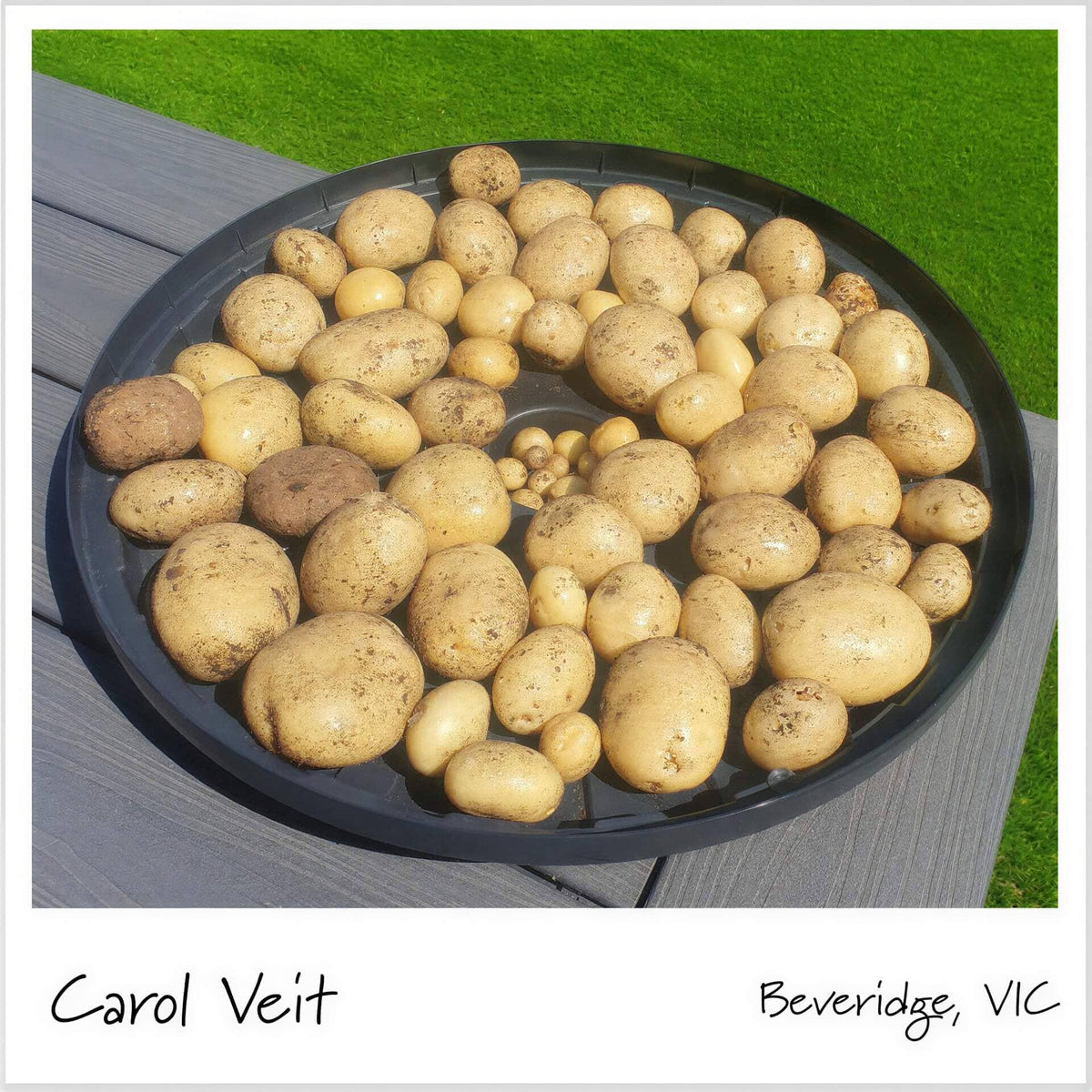 A circular black tray filled with various sizes of harvested potatoes on a green grass background.