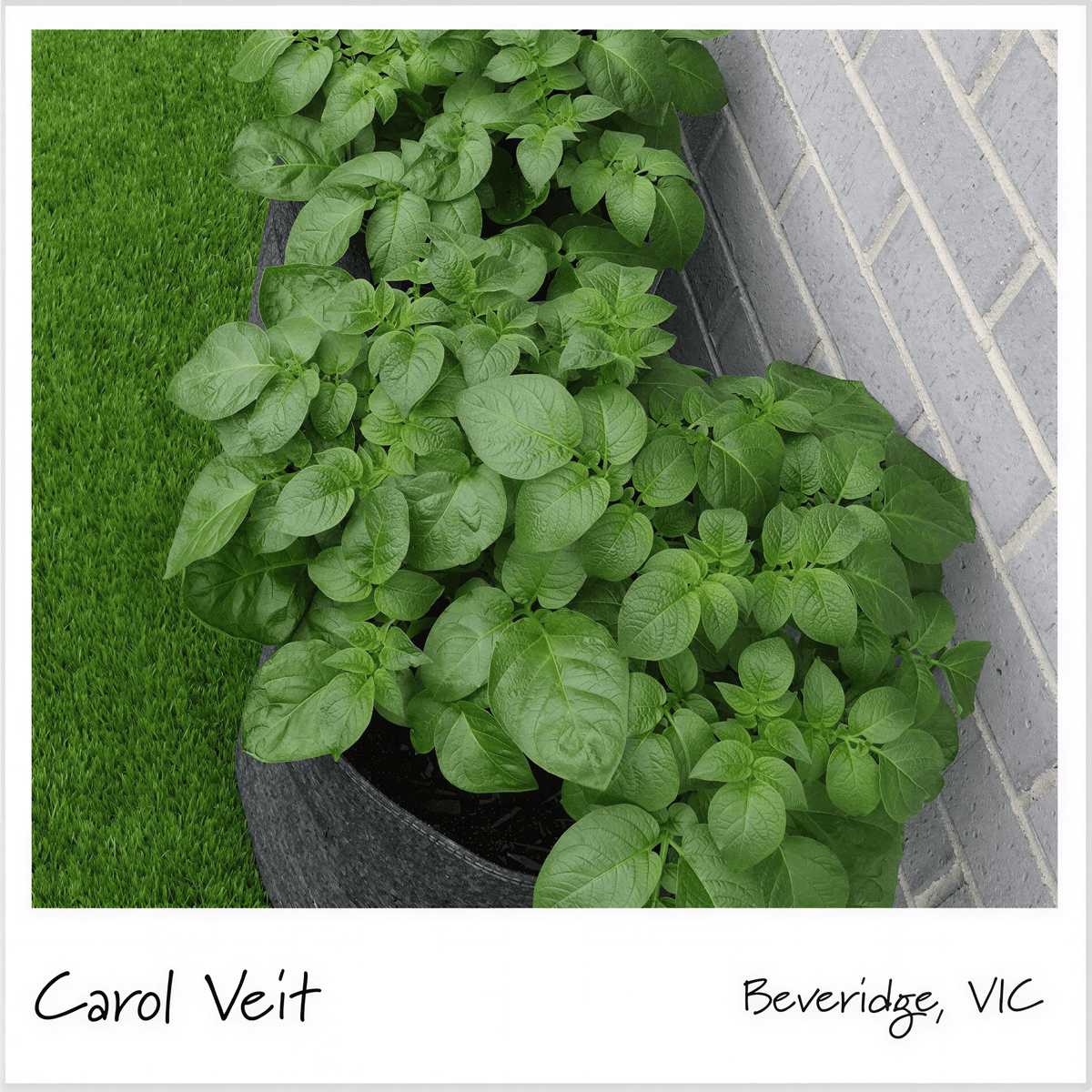 Aussie Gardener Potato Grow Bags - Reusable Heavy Duty Planter Bags - the easy way to grow potatoes at home potato bag Aussie Gardener 