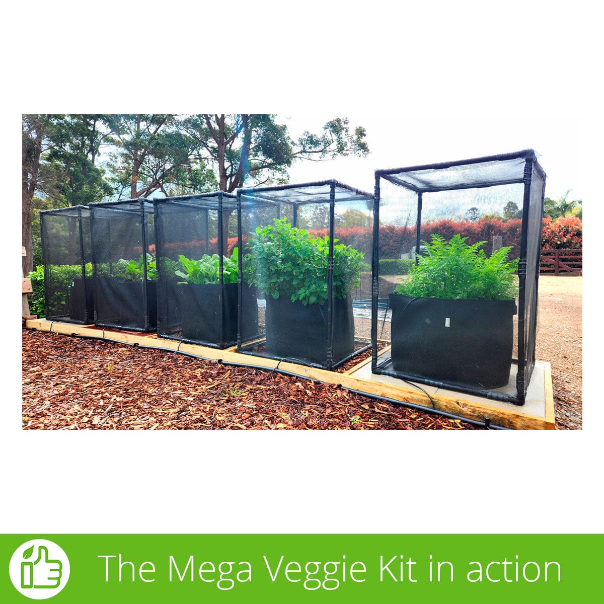 Aussie Gardener Mega Veggie Garden kits Aussie Gardener 
