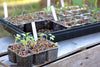 Aussie Gardener 36 Cell Seedling Propagator