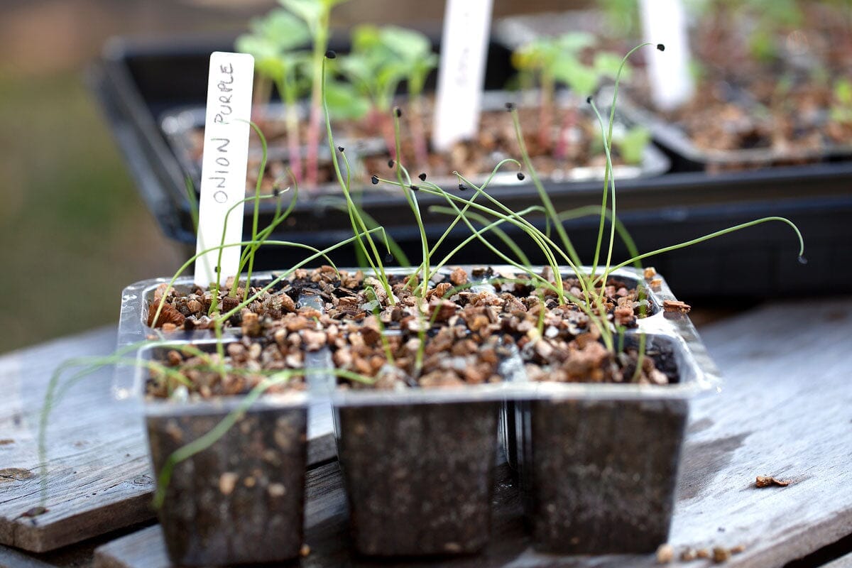 Aussie Gardener Vegetable Seedling Nursery Kit - Large veggie growing Aussie Gardener 