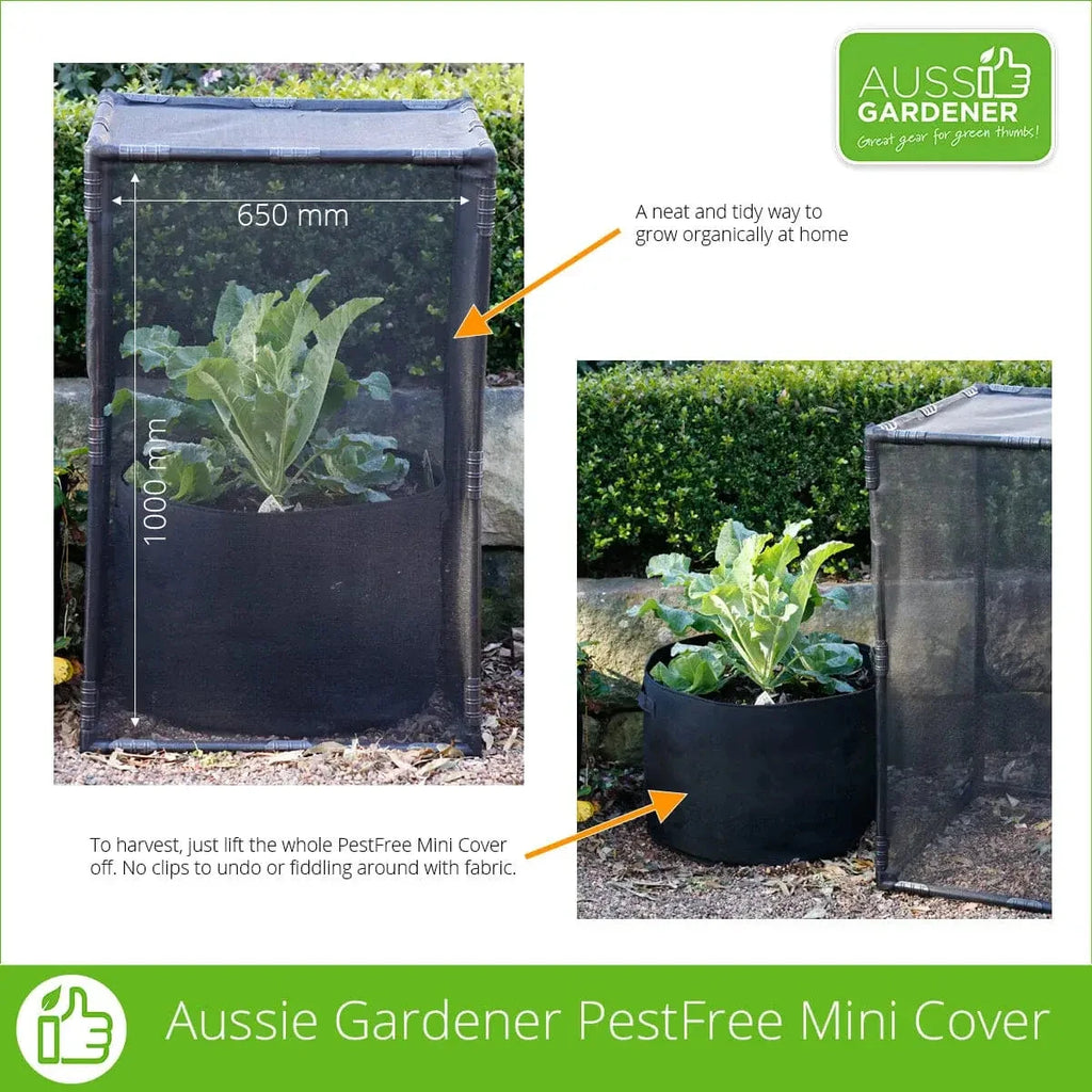 PestFree Mini covers over Geofelt paltners growing broccoli, silverbeet, spinach , celery and carrots.