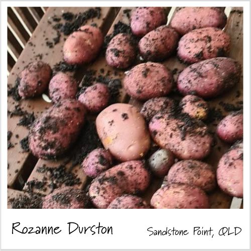 Aussie Gardener Potato Grow Bags - Reusable Heavy Duty Planter Bags - the easy way to grow potatoes at home potato bag Aussie Gardener 
