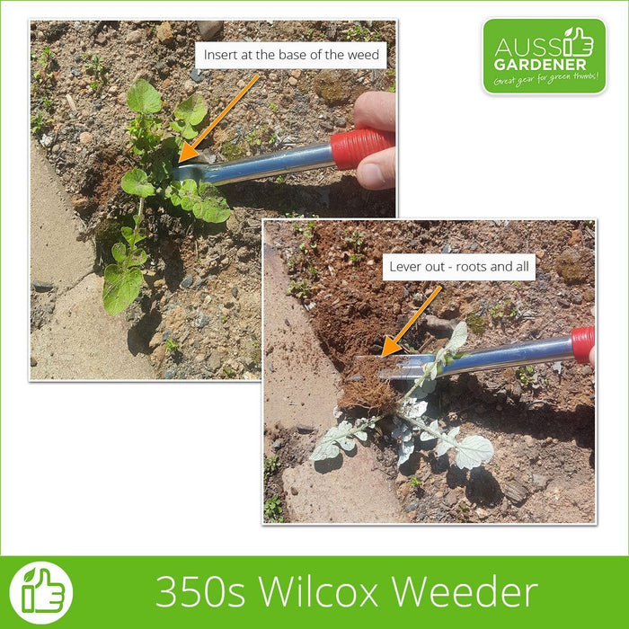 Wilcox Weeder in action - Stainless steel - Made in USA