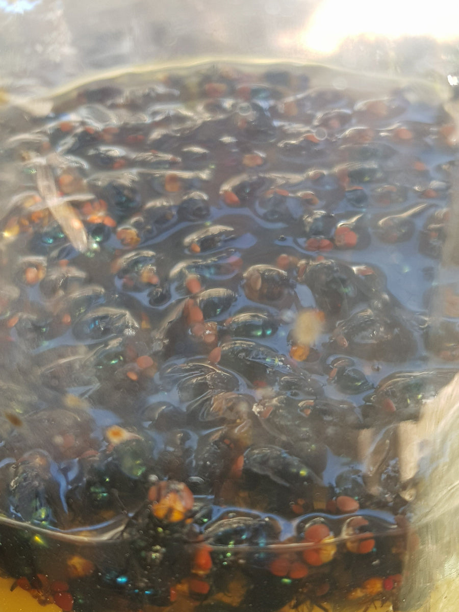 Bio Fly Trap pest control RYSET 