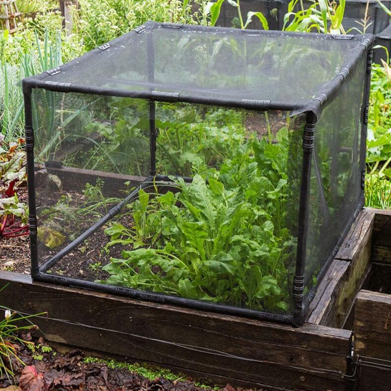 Picture showing Aussie Gardener PestFree Shorty Insect Net Cover for protecting growing vegetables.  65cm tall, 1m long and 1m wide.